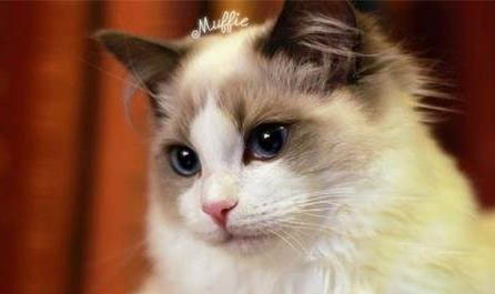 猫犬齿断了该怎么办