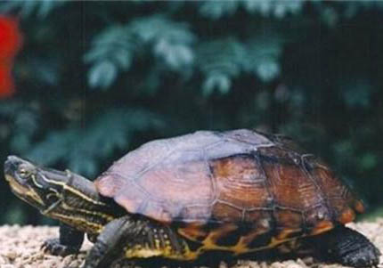 中华花龟和中华草龟有什么区别