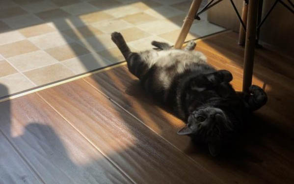 穷人的猫饭食谱