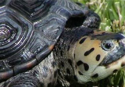 小花钻纹龟是不是保护动物