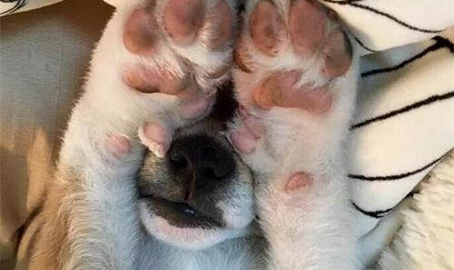 为什么狗狗不愿带狗圈