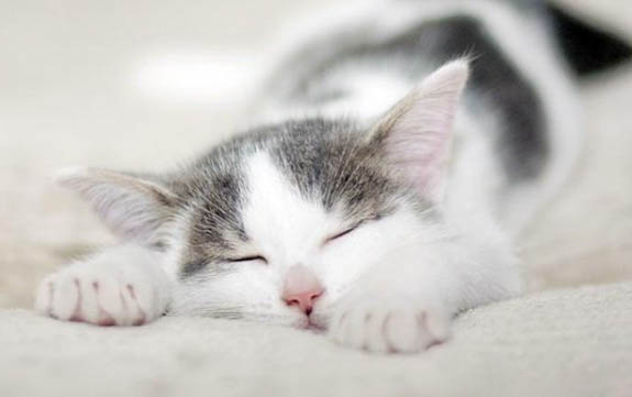 怎么判断猫得了猫腹水