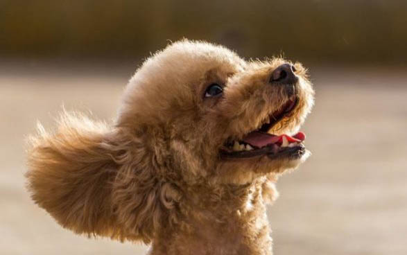 泰迪幼犬狗粮哪个牌子好