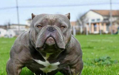 美国恶霸犬可以洗澡吗