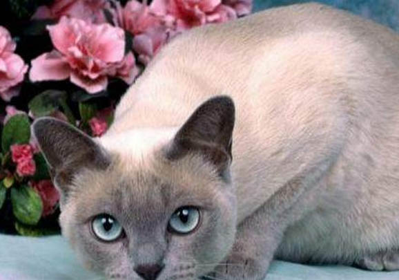 东奇尼猫舌头紫色的原因及处理方法