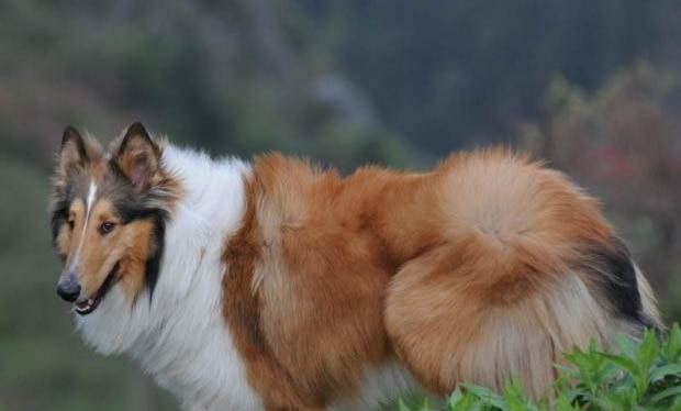 冰岛牧羊犬攻击性很强吗