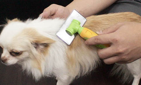 如何判断狗狗是不是得了犬瘟病毒