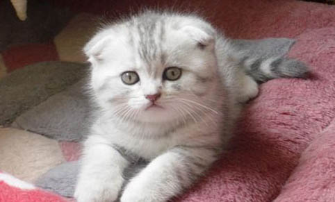 猫咪产仔每一只隔多久
