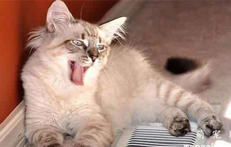 猫咪平时能不能吃石榴？
