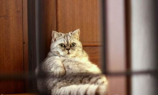 猫咪感冒了吃什么药