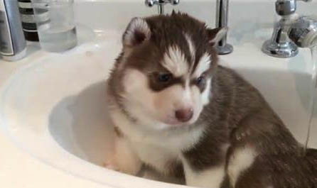 哈士奇和柴犬哪个贵?