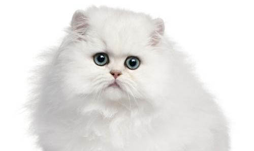 请问猫咪呕吐的原因及处理方法?