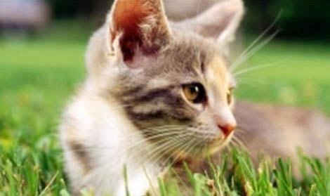 小猫假死一般持续多久