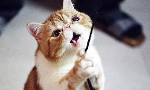 猫拉屎不埋什么原因引起的