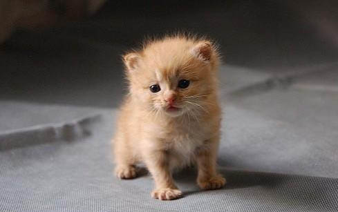 小猫多久驱虫一次