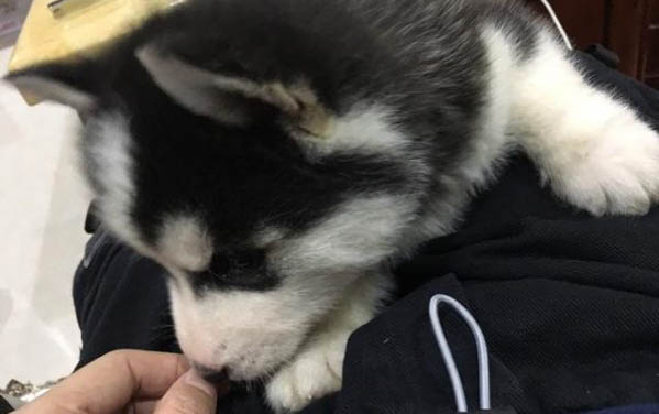 小狗身上有皮屑怎么办呢