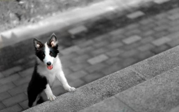 土狗幼犬怎么分辨
