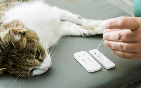 猫可以连续吃拜耳吗