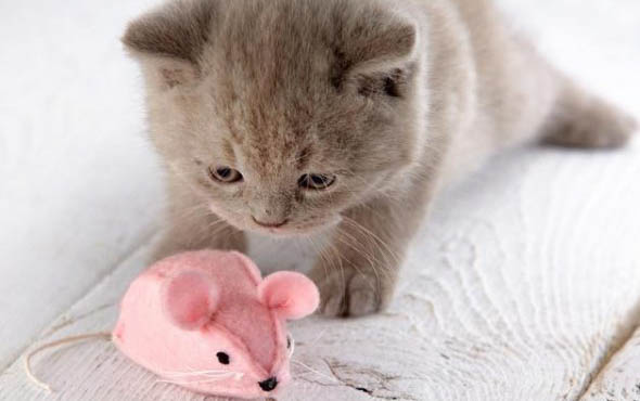 请问猫咪呕吐的原因及处理方法?