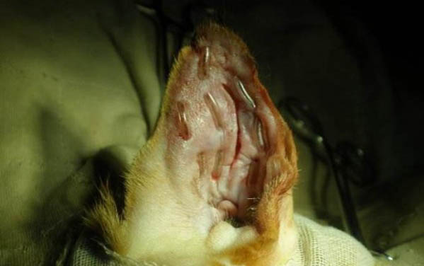 猫咪可以吃的蔬菜