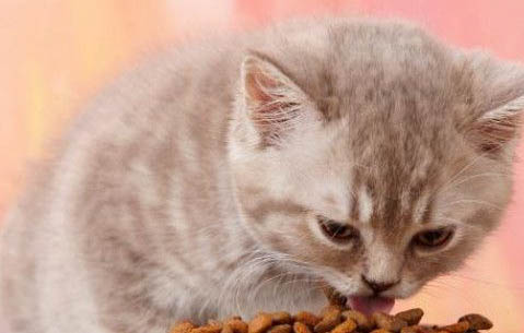 家里新来的猫怎么和原来的猫咪相处好