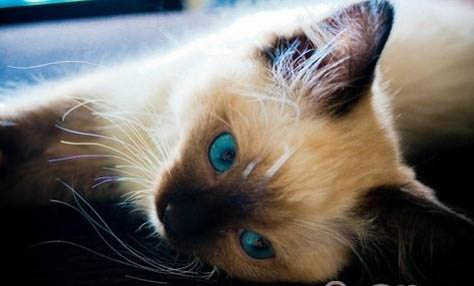 猫的眼睛一天三变是哪三变？猫的眼睛一天三变的原因