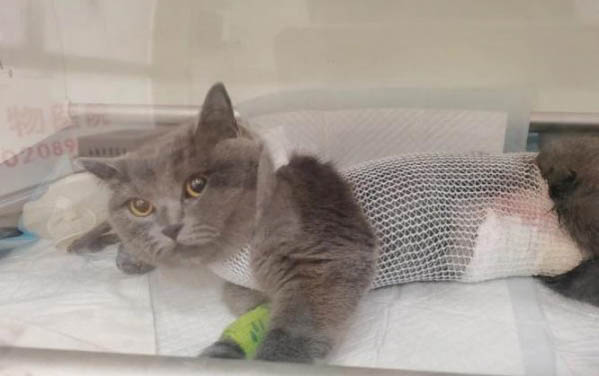 猫咪两天没拉屎正常吗?