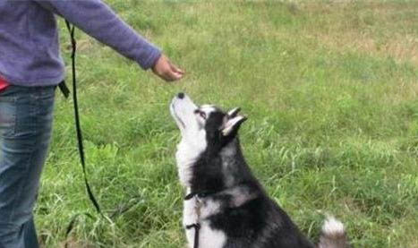 狗狗一直流鼻涕精神状态不好怎么办