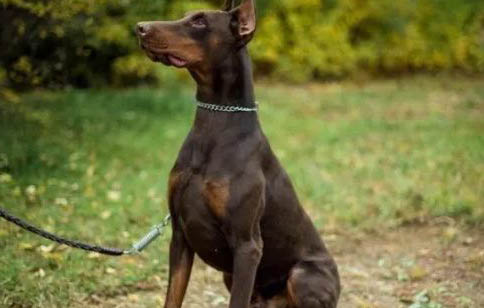 三个月大的杜宾犬价格是多少
