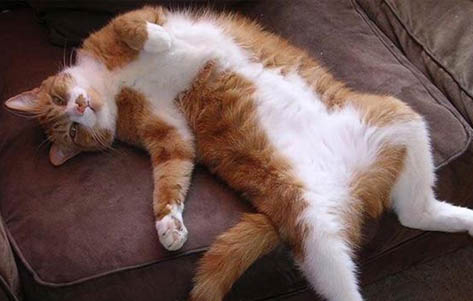 猫咪晚上会安静吗为什么呢