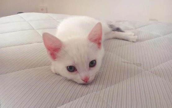 喂生肉给猫咪吃可以吗