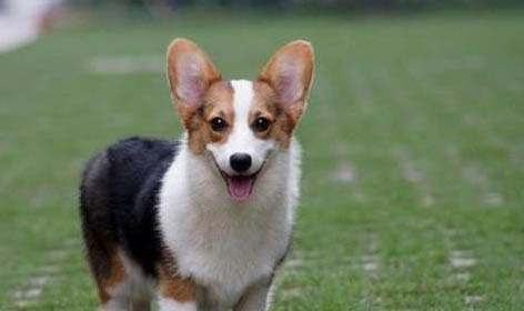 柯基犬是小型犬还是中型犬?