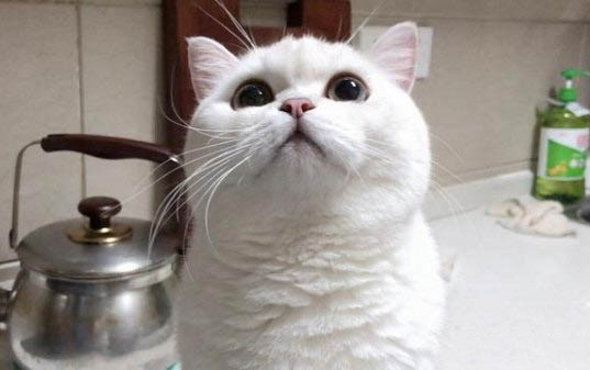 小猫打疫苗后多久会有抗体