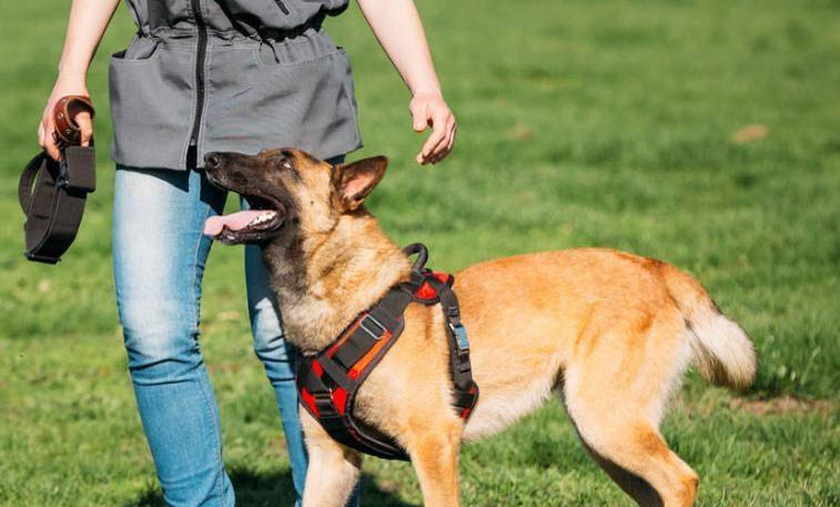 马犬几个月大能立耳