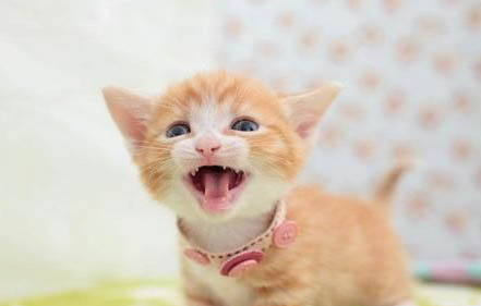 猫咪吃了驱虫药后多久排干净虫子