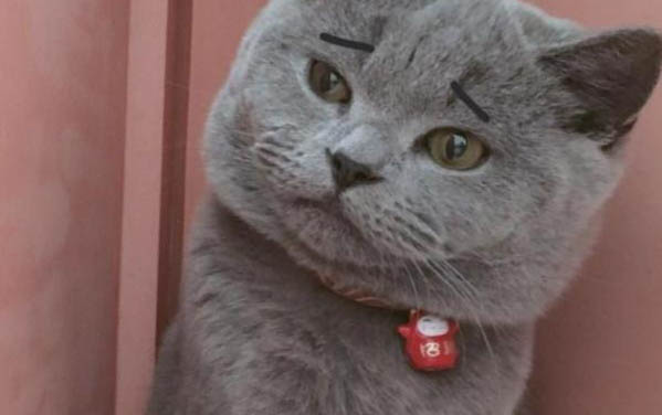 猫咪尿粉红色的尿是咋回事