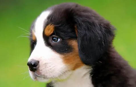 伯恩山犬产后十天可以洗澡吗