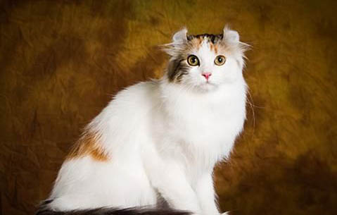 美国卷耳猫嘴巴臭的原因及处理方法