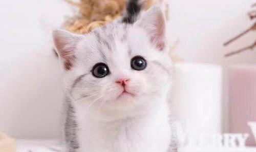 曼基康猫的价格