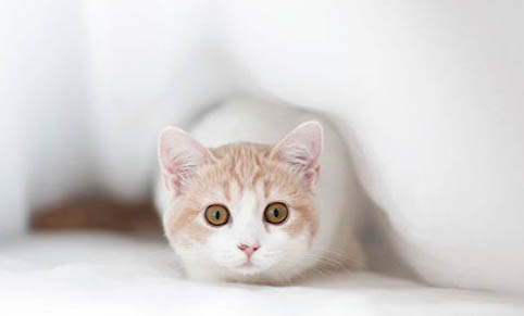 请问猫咪呕吐的原因及处理方法?