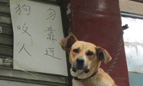 狗狗拉虫子又细又长会不会死