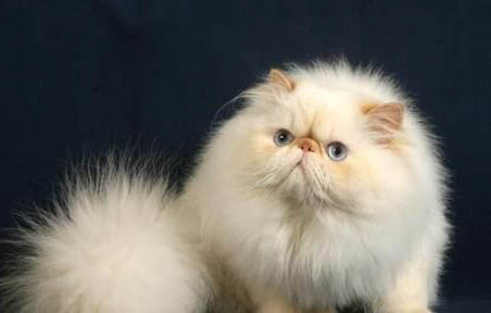 酒精能杀死猫身上的跳蚤吗?