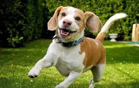 比格犬哪里有卖