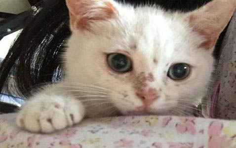新生小猫饿多久会死?