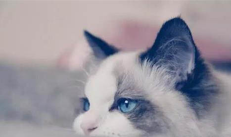 猫咪屁股有白色蠕虫怎么办