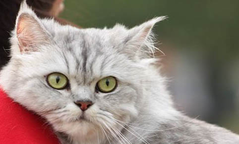 小猫嘴臭的原因及处理方法