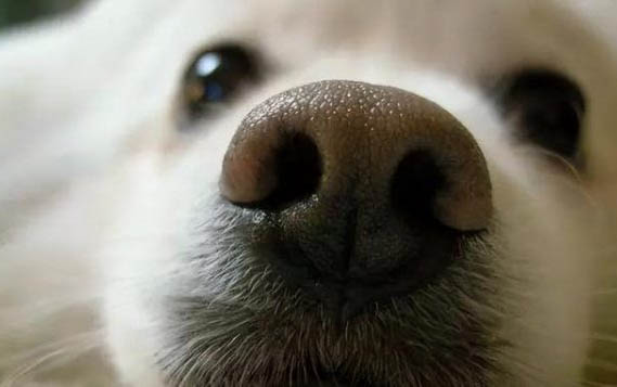 治疗狗狗鼻炎的最好办法是什么
