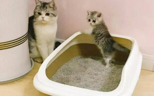 小猫肠胃炎可以吃什么药肠胃炎有什么症状