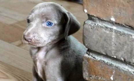 维希拉猎犬嘴上长癣怎么办