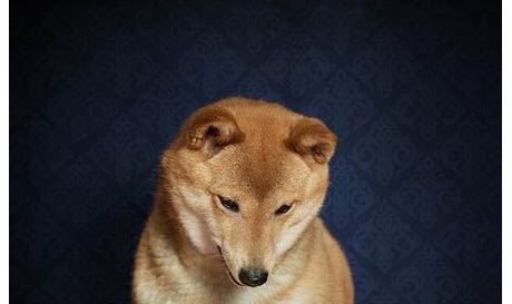 屋里有狗狗尿骚味怎么去除